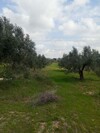 AV terrain de 9000m +120 oliviers à zaghouen