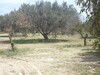 for sale 5 lots of land in Mrezga hammamet