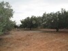 Terrain 300m a Kharrouba