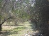 for sale subdivision on the main road to barreket sehel hammamet
