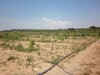 AV Terrain Agricole 7000 borj hfaidh