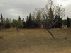 Terrain 600m Sidi Hamed a 10 min de Hammamet