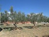 Terrain 400m à Hammamet nord