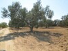 Terrain Basbaseya 2000m à 10 min de Hammamet sud