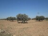 Terrain 5 hectare et 5000m Ain Rahma