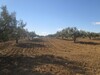 Terrain 4hectares et 4000m à sidi jdidi Hammamet