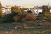land opposite Lauren hammamet