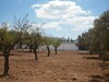 Terrain 340m a 10 min de Hammamet Sidi Hamed