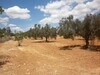 Terrain 374m a 10 min de Hammamet Sidi Hamed