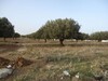 Field el Besbasiya