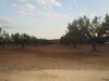 AV Terrain 6 hectares à 20min de Hammamet sud