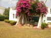 HOUSE MANAR MIMOSAA