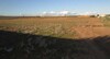 1 hectare à sidi Hamed à 10min de Hammamet