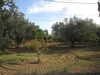 A 10min de Hammamet Sud AV terrain 15000m