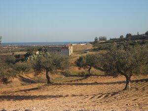 A vendre 2 hect des olives