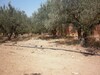 a 10 min de Hammamet Terrain 234m
