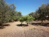Plot of 760 m to the entrance of Hammamet