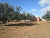 AV à l’entré de sidi Hamed Terrain 300m
