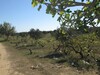 une bonne occasion Terrain 1hectares sur la route G