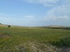 Agricultural land around Hammamet