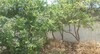 AV terrain 81m à Hammamet