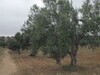 Terrain 1500m a Sidi Hmed