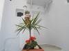 Av agréable appartement au plein centre ville hammamet