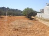 un lot a vendre situé dans la compagne de hammamet