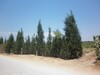 urgent Terrain Agricole 7000m à borj hfaidh 10 min de Hammamet