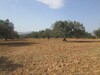 Terrain 2 hectares 6000m à Douikhla a Sidi Jdidi