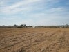 Terrain 4 hectares et 6500m à Douikhla 20mn de Hammamet sud