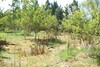 Av une superbe Senia dans la campagne de Hammamet