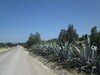 Urgent terrain 9100m avec vue mer à 15 min de Hammamet
