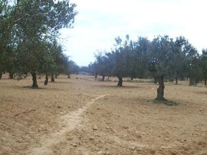 Vente terrain 3300m²