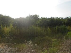 a vendre une petite senya