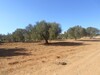 AV un terrain de 1000 m proche hammamet sud dans un NV quartier