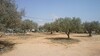 AV terrain coté kharouba hammamet nord
