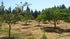 vendre une ferme de 2 Hectares dans les alentours de Hammamet