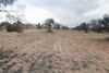 av 1 hectare ï¿½ 4 km loin de hammamet