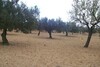 Vente Terrain de 3300 m²