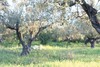 Terrain pour une ou 2 grandes villas VT: 197