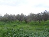 avdre senia à soliman