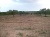 Terrain pour une petite exploitaion agricole