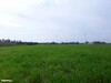 Kerkouane field code