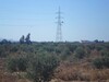 un terrain de 3 hectares planté d'olives