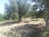 a land of 10866 planted with various trees for sale