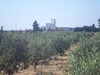 AV 3 hectares proche de grombalia planté de 1000 arbres d'olives
