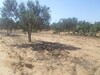AV un lot de 900 à beni wayel dans la compagne de hammamet w