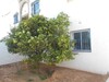 al une belle maison a hammamet so
