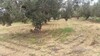 Terrain à Barraket Essahel